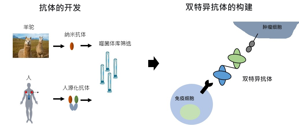 1736836407399889.png 双特异抗体.png