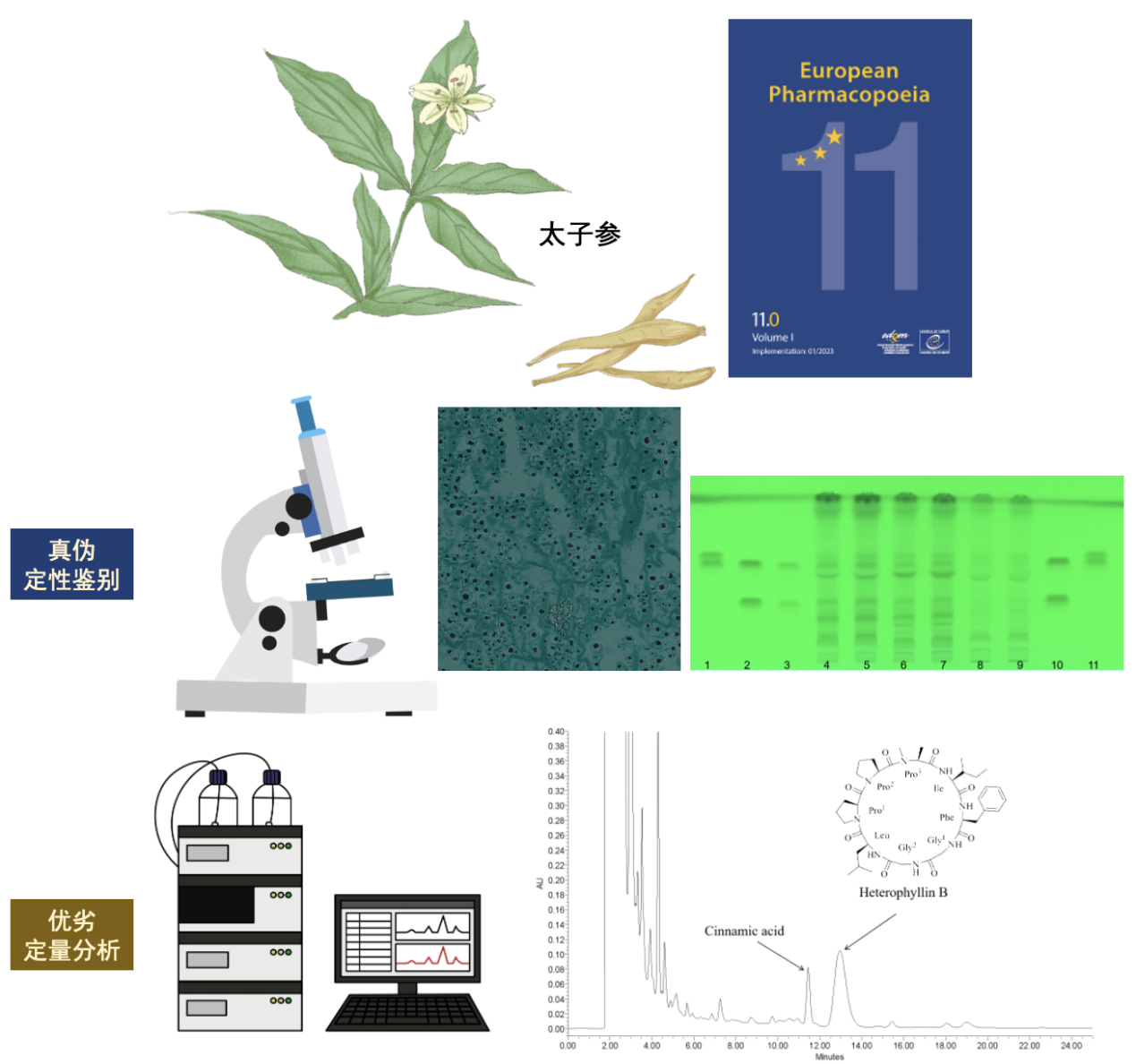 1736837953708299.png 太子参《欧洲药典》标准制订示意图.png